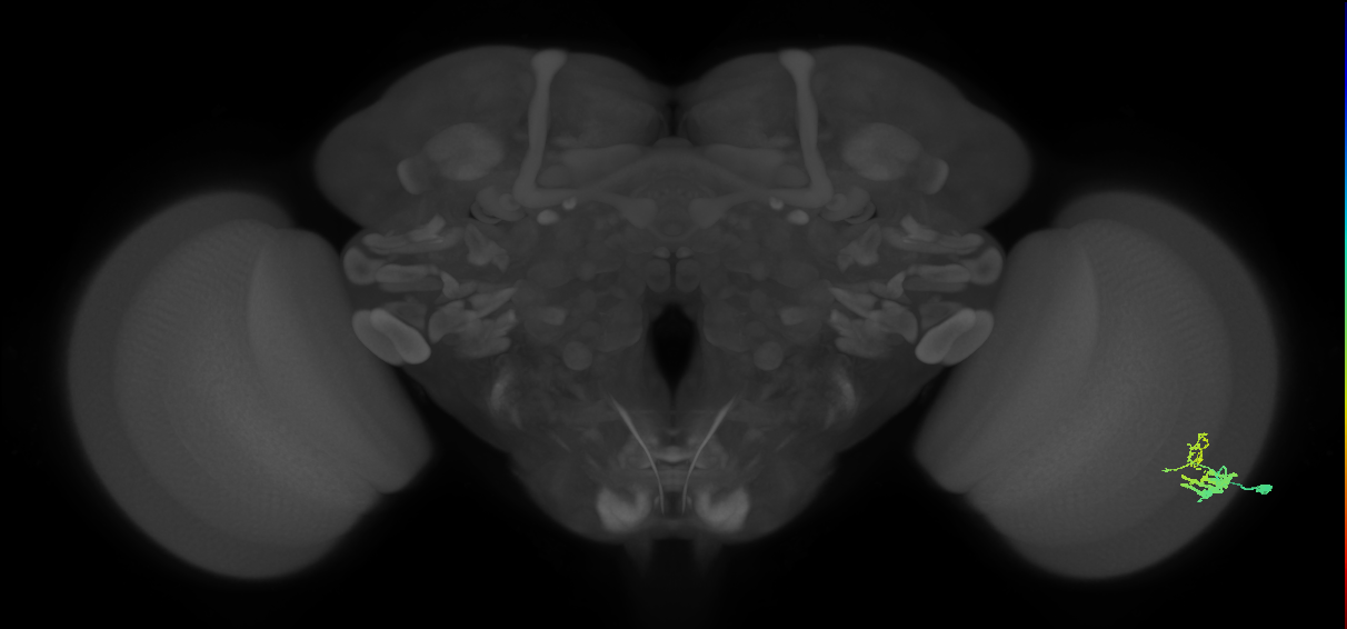 Dm9_R (MaleCNS:54893)