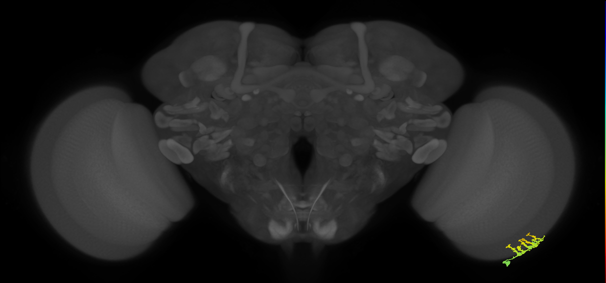 Dm9_R (MaleCNS:219641)