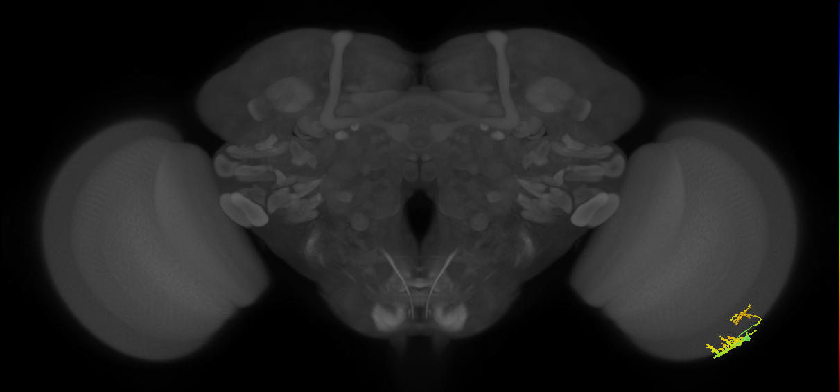 Dm9_R (MaleCNS:557166)