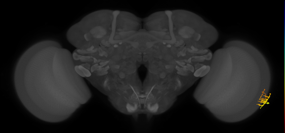 Dm9_R (MaleCNS:109926)