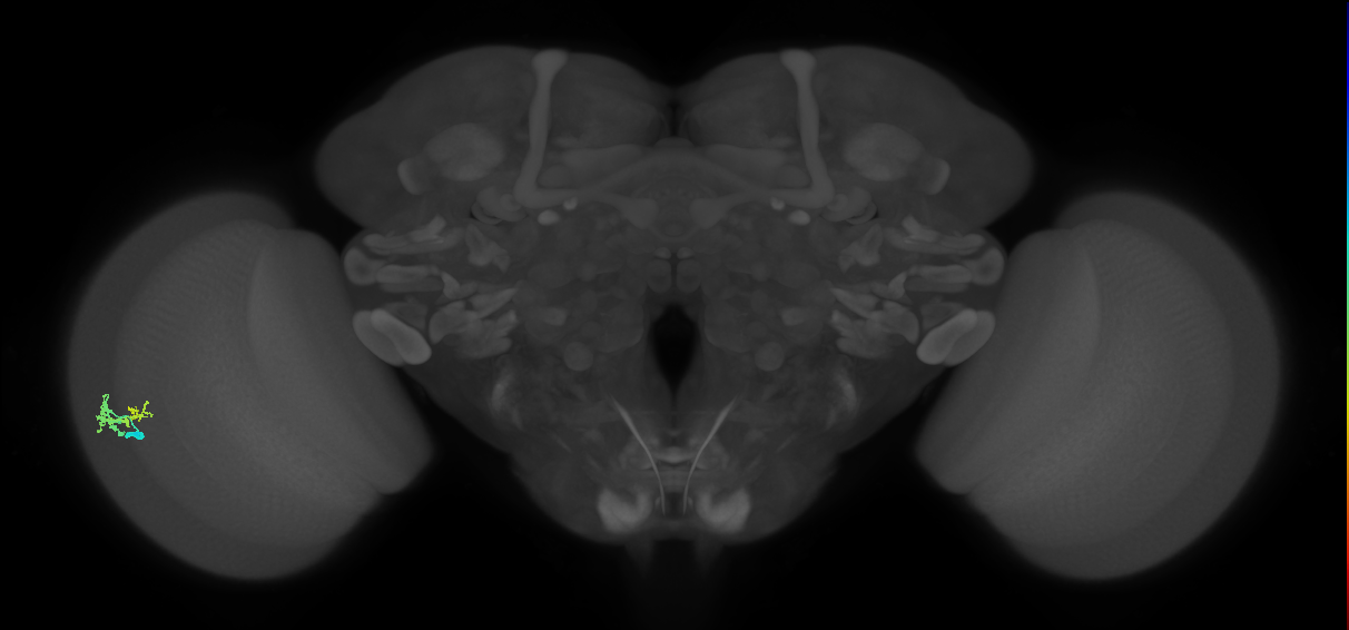 Dm9_L (MaleCNS:76968)