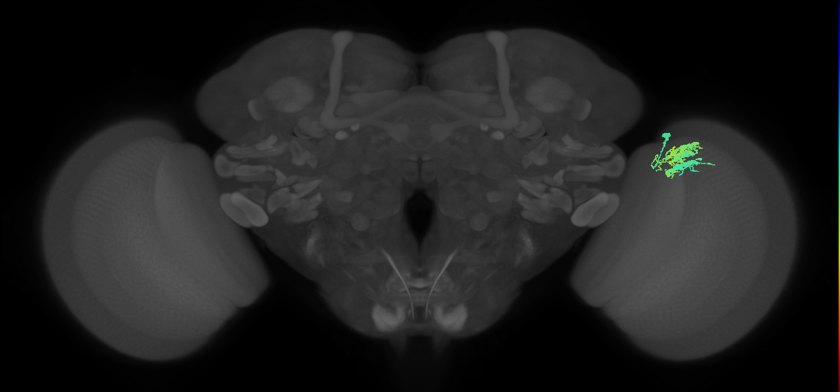 Dm9_R (MaleCNS:30987)