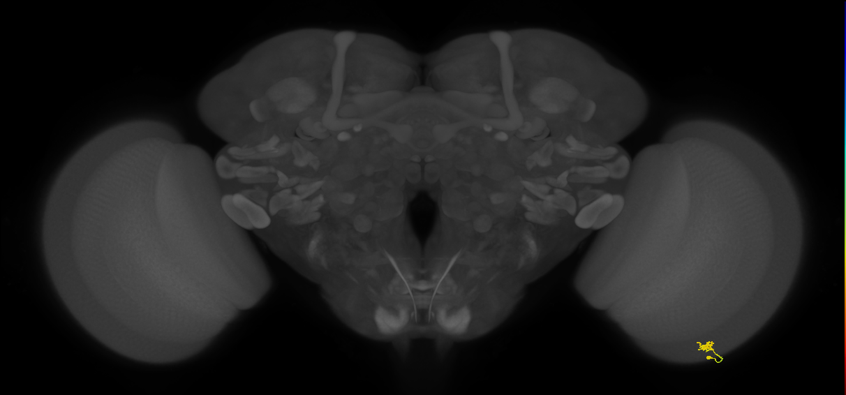 Dm9_R (MaleCNS:134344)