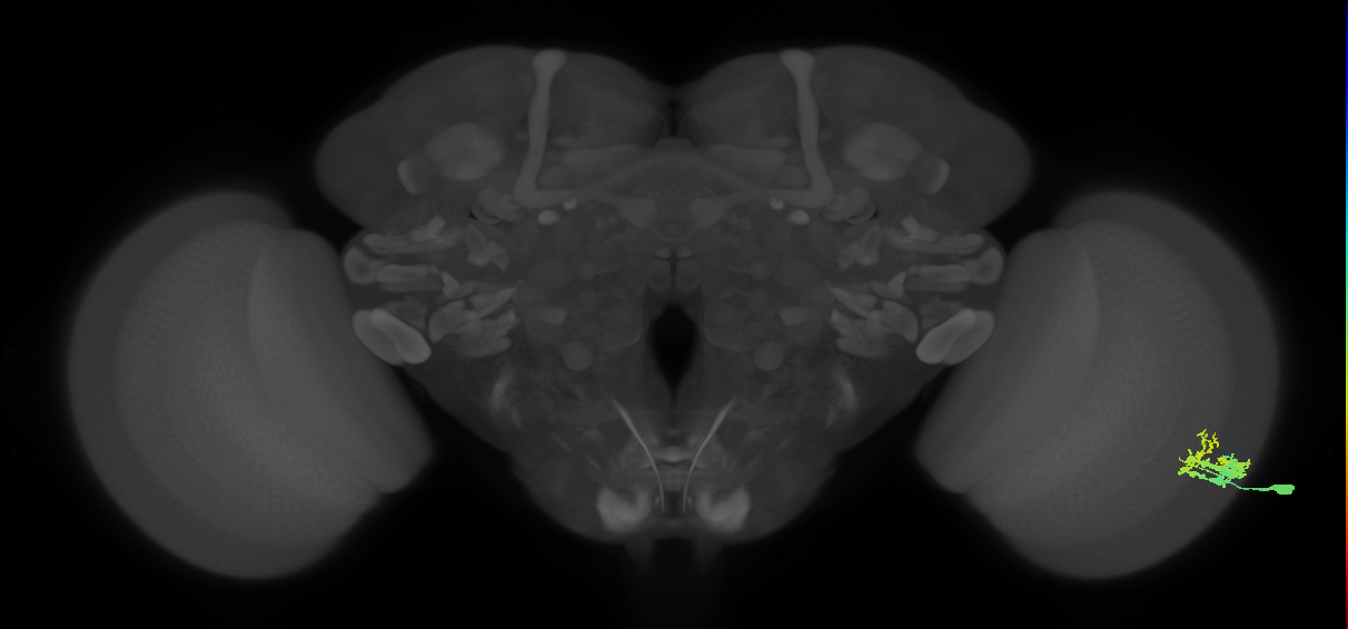 Dm9_R (MaleCNS:57940)