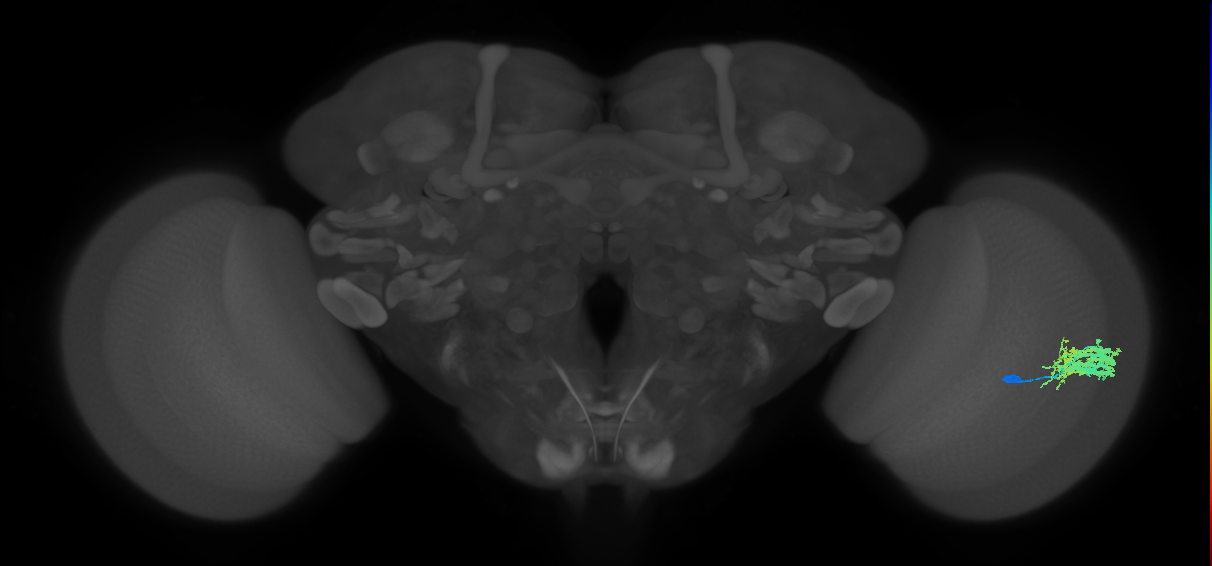 Dm9_R (MaleCNS:29415)