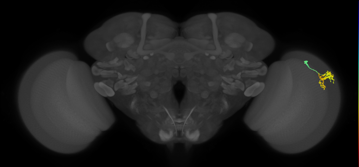 Dm9_R (MaleCNS:45892)