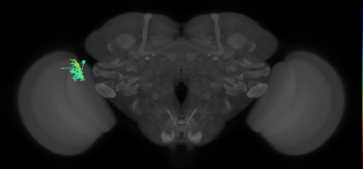 Dm9_L (MaleCNS:66687)