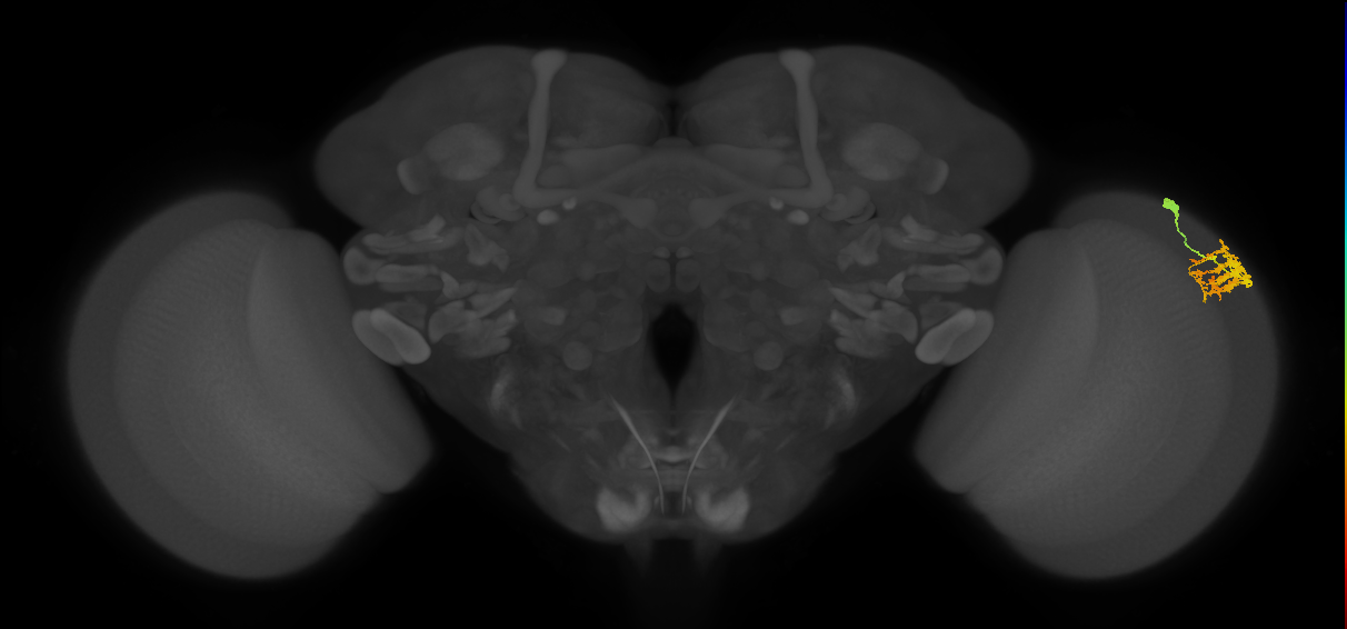 Dm9_R (MaleCNS:54691)