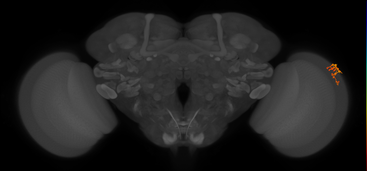 Dm9_R (MaleCNS:69740)