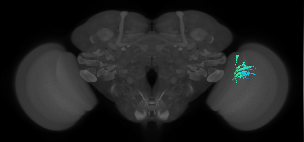 Dm9_R (MaleCNS:29131)