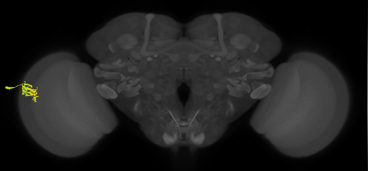 Dm9_L (MaleCNS:233151)
