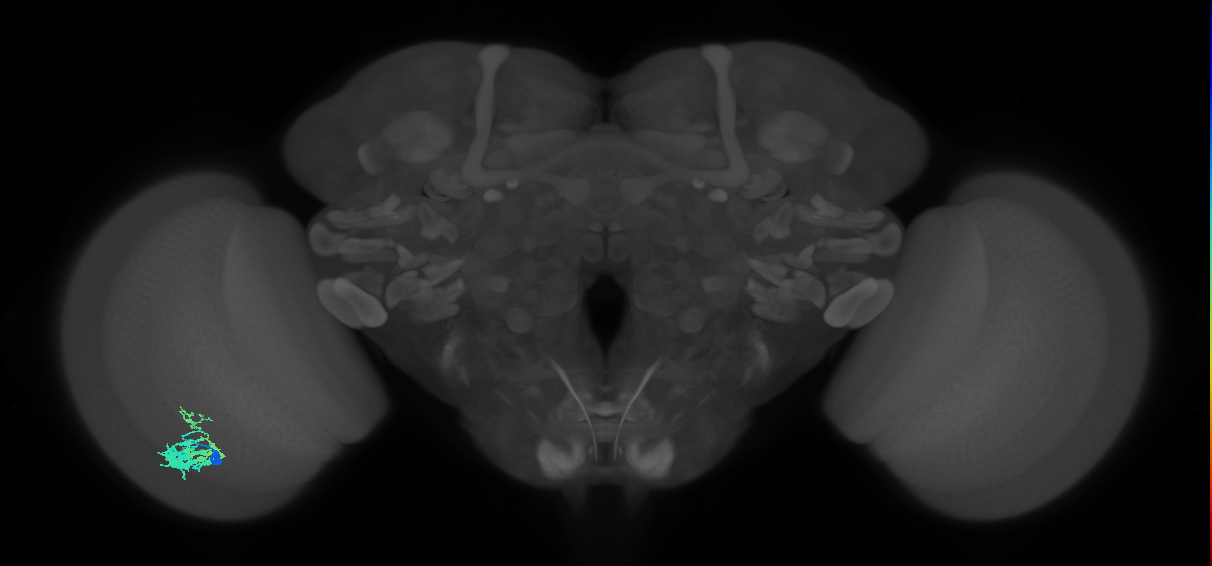 Dm9_L (MaleCNS:100751)