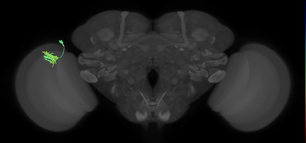Dm9_L (MaleCNS:96691)