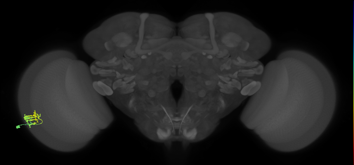 Dm9_L (MaleCNS:91492)