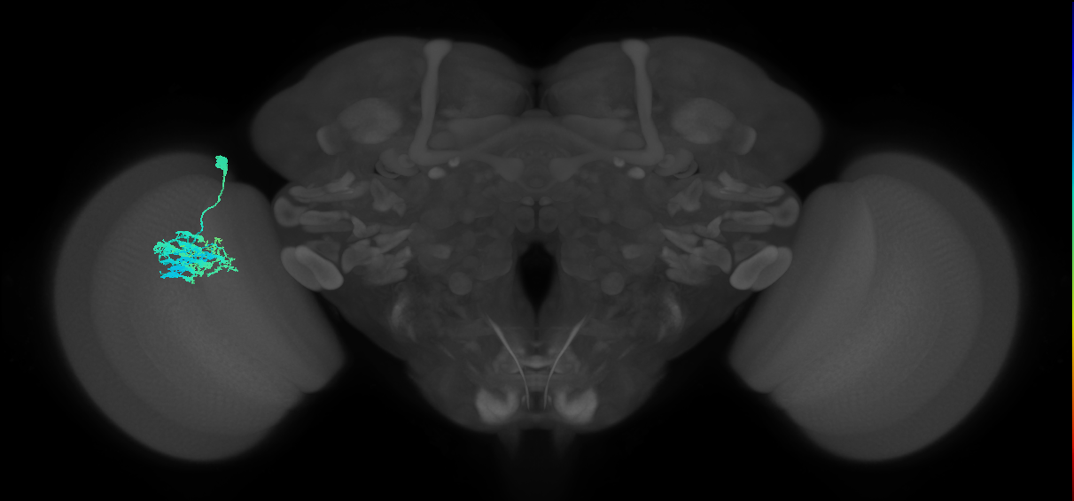 Dm9_L (MaleCNS:534278)