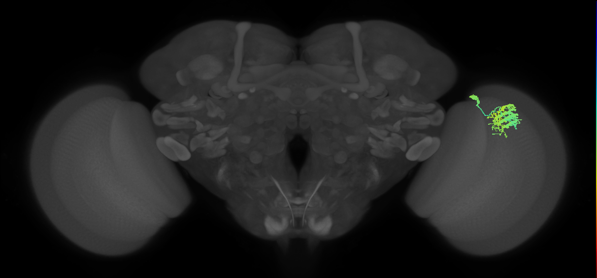 Dm9_R (MaleCNS:22958)