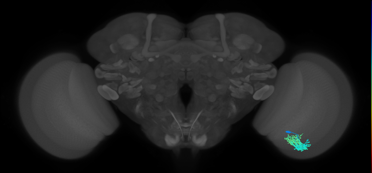 Dm9_R (MaleCNS:167156)