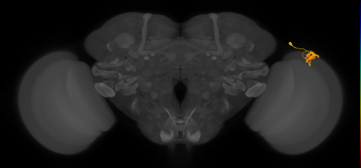 Dm9_R (MaleCNS:33176)