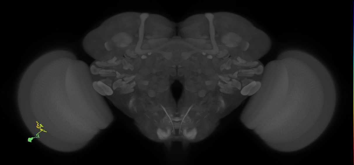Dm9_L (MaleCNS:75762)