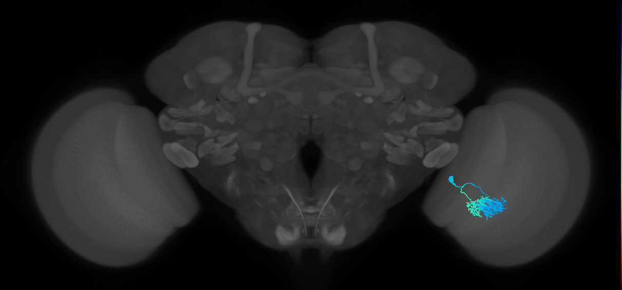 Dm9_R (MaleCNS:50335)