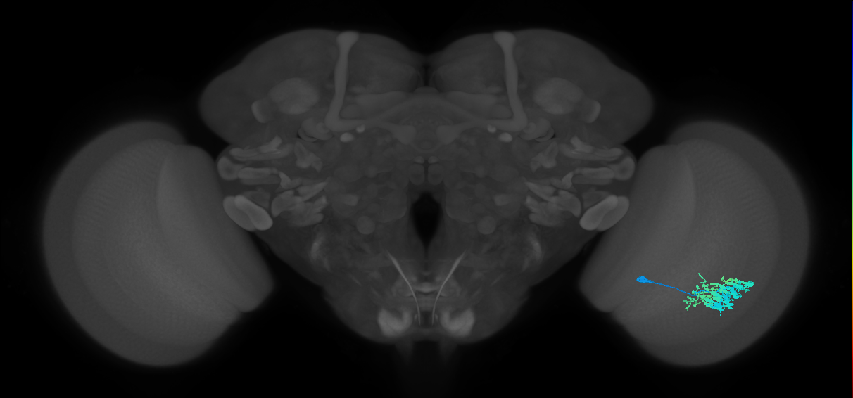 Dm9_R (MaleCNS:27719)