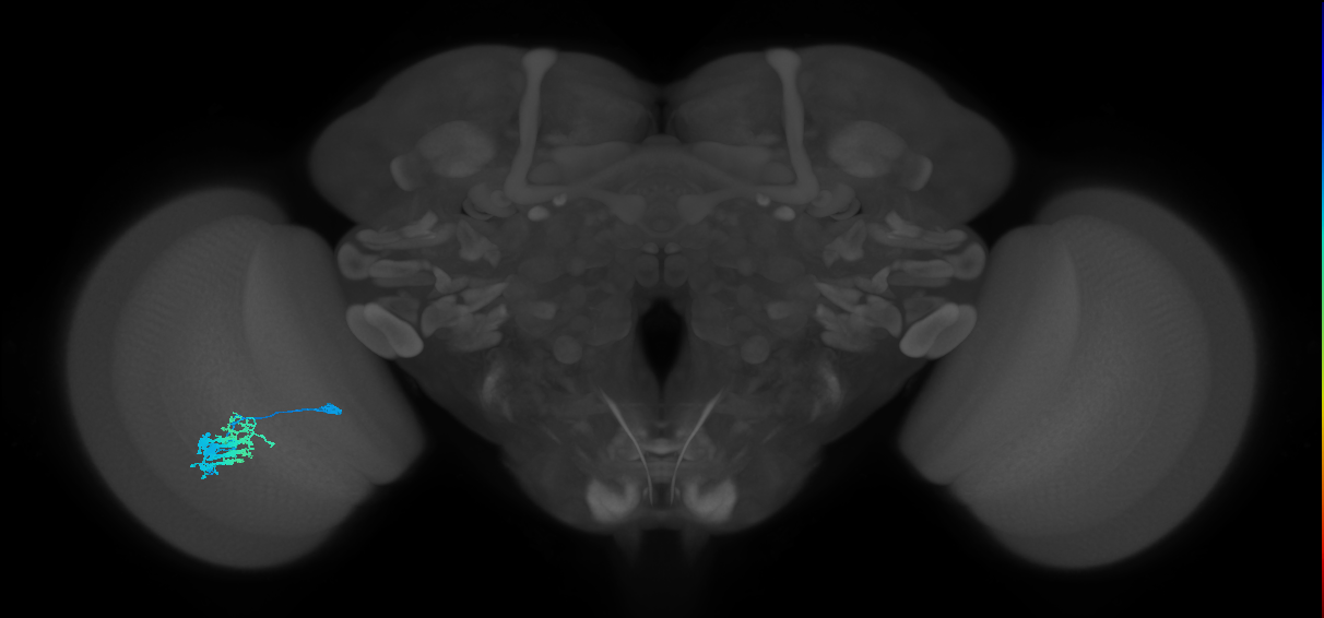 Dm9_L (MaleCNS:103734)
