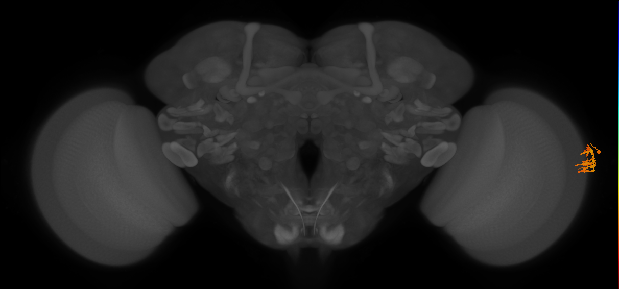 Dm9_R (MaleCNS:132387)