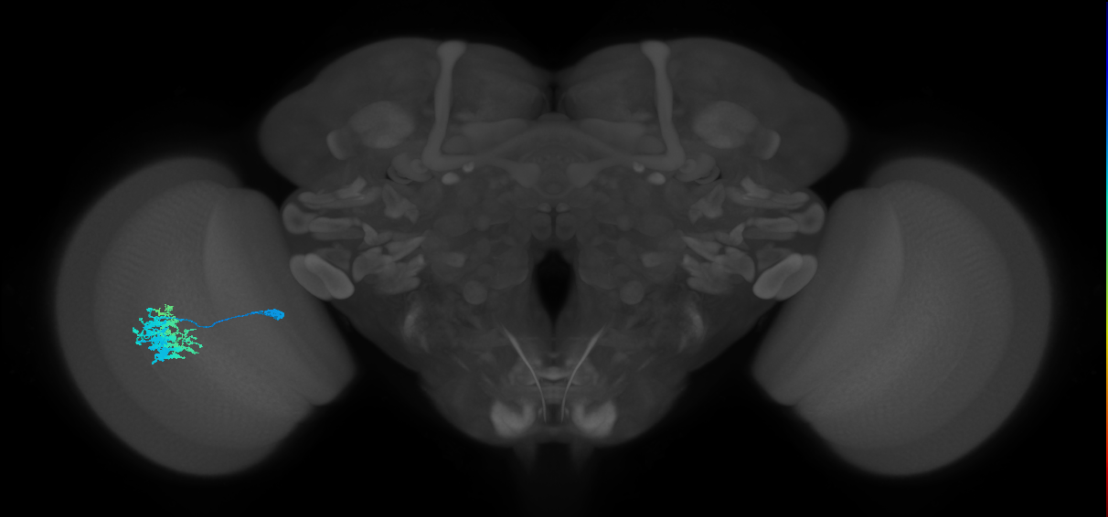 Dm9_L (MaleCNS:88598)