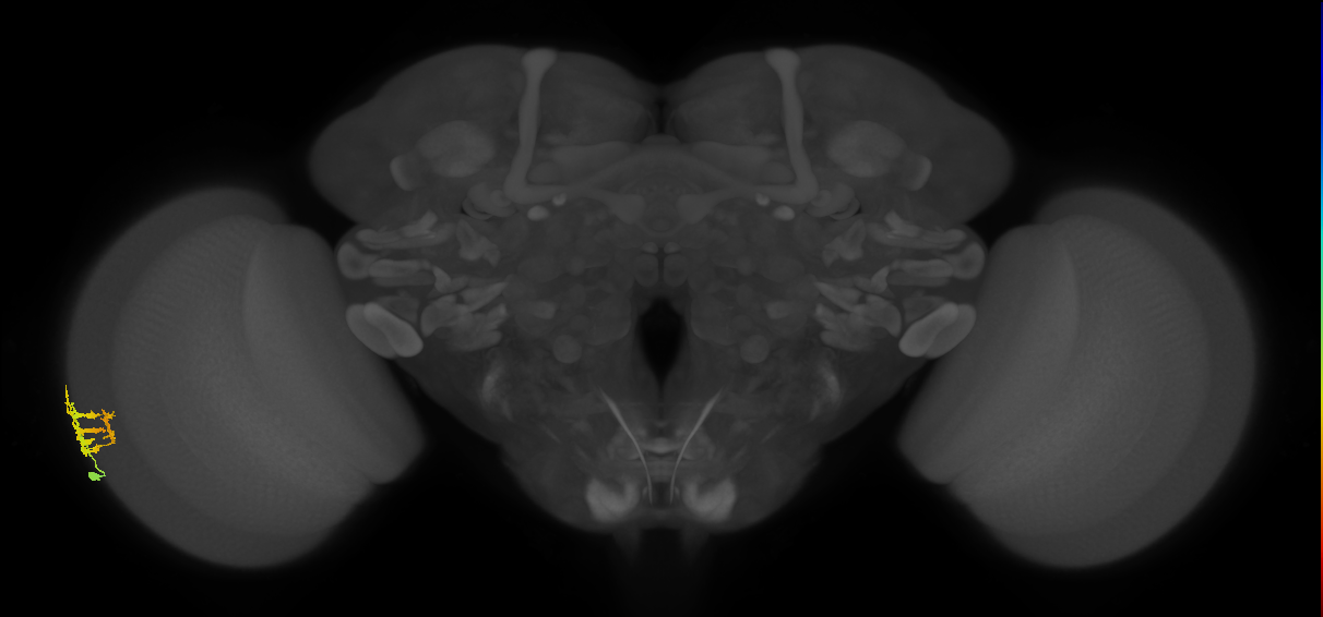 Dm9_L (MaleCNS:87070)