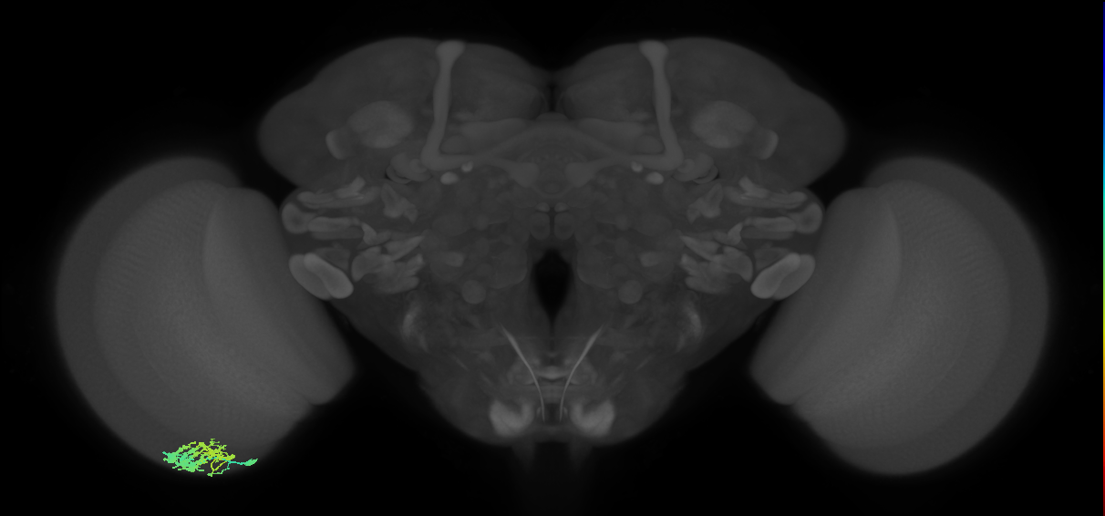 Dm9_L (MaleCNS:550946)