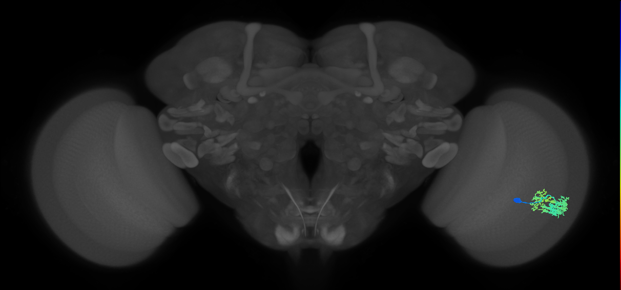 Dm9_R (MaleCNS:57117)