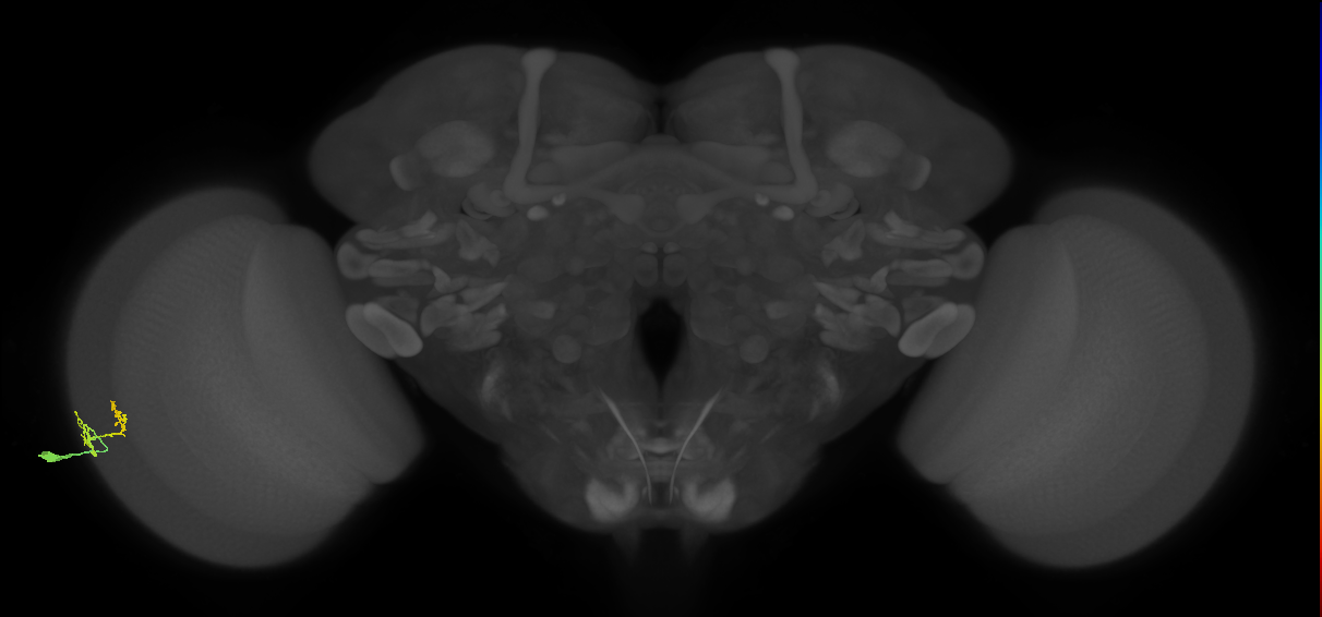 Dm9_L (MaleCNS:75414)