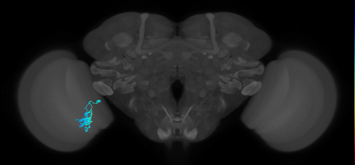 Dm9_L (MaleCNS:122057)