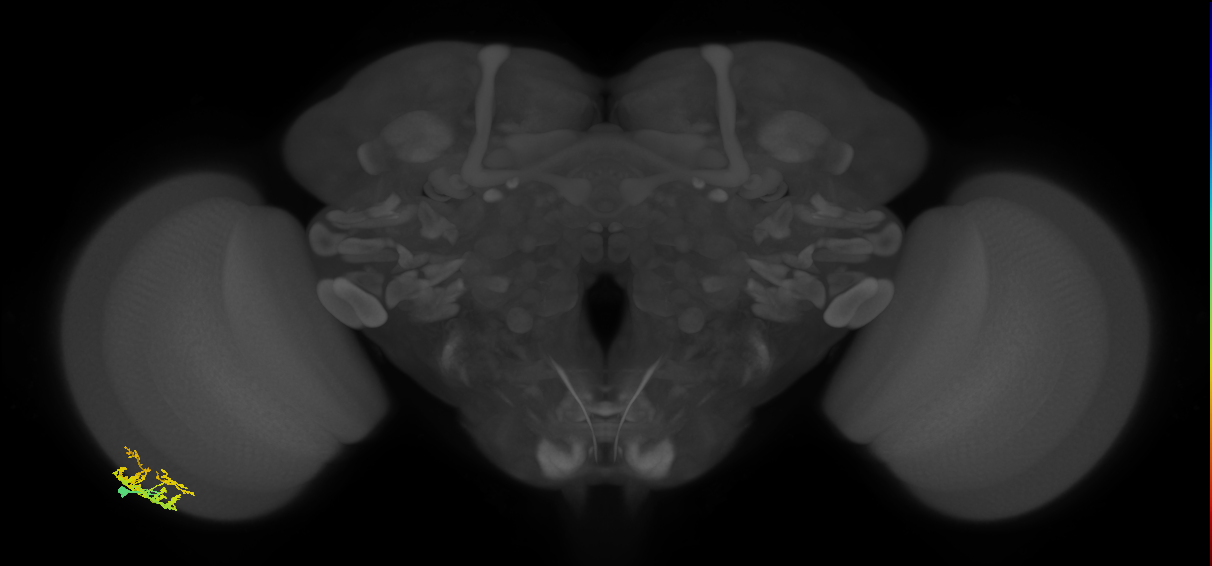 Dm9_L (MaleCNS:104309)
