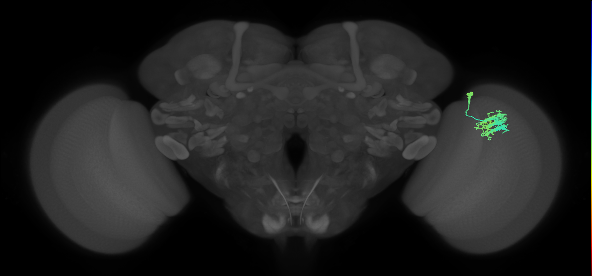 Dm9_R (MaleCNS:42880)