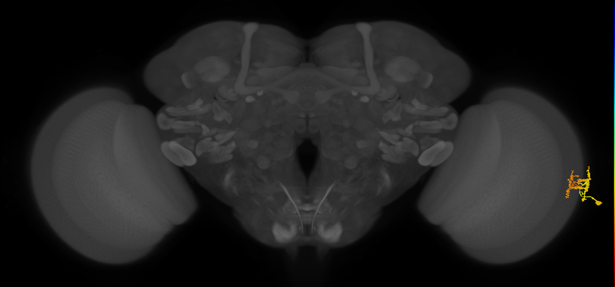 Dm9_R (MaleCNS:103418)