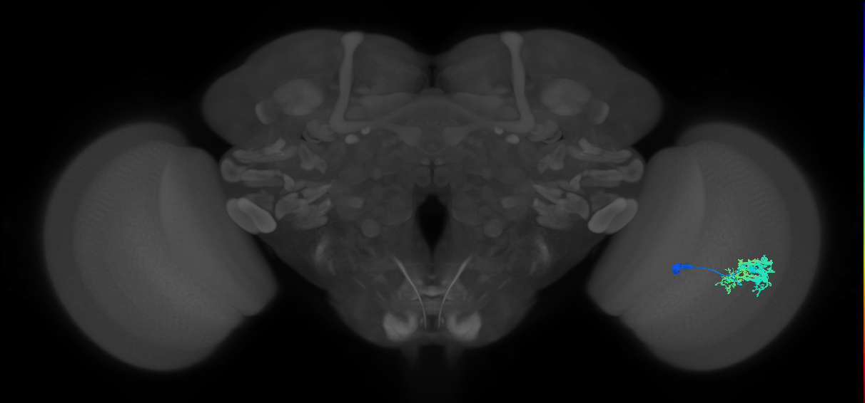 Dm9_R (MaleCNS:261480)