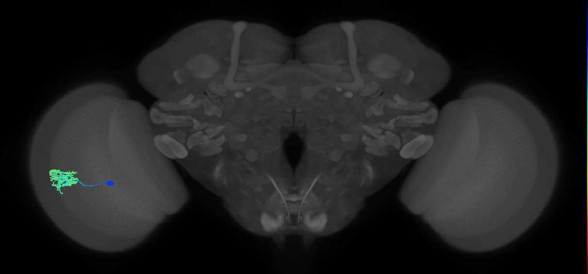 Dm9_L (MaleCNS:231040)
