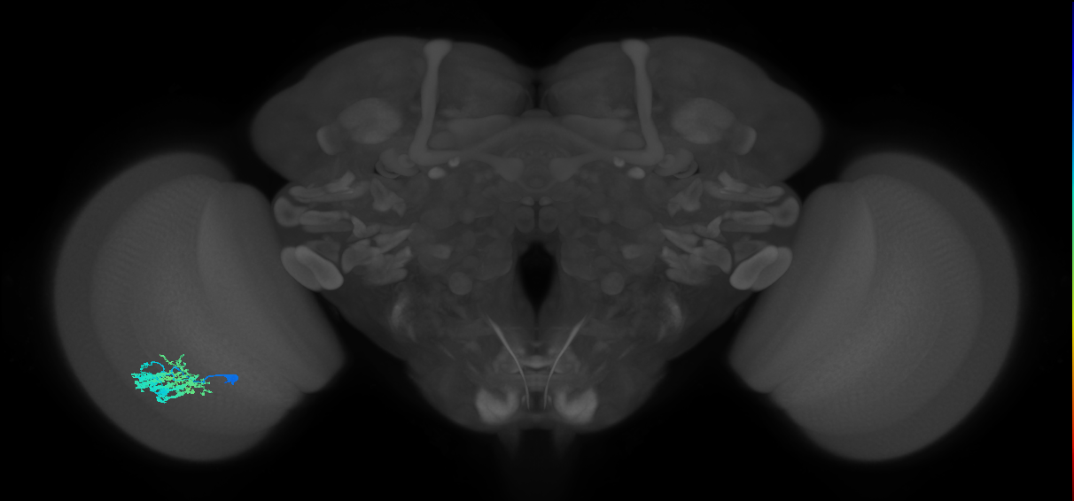 Dm9_L (MaleCNS:80781)