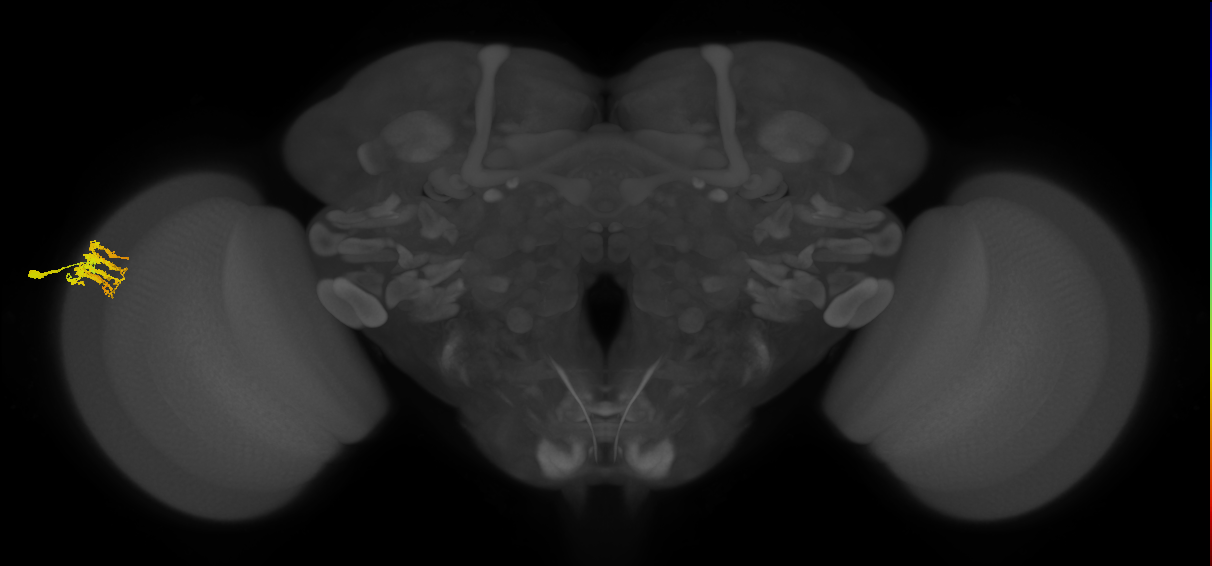 Dm9_L (MaleCNS:70951)
