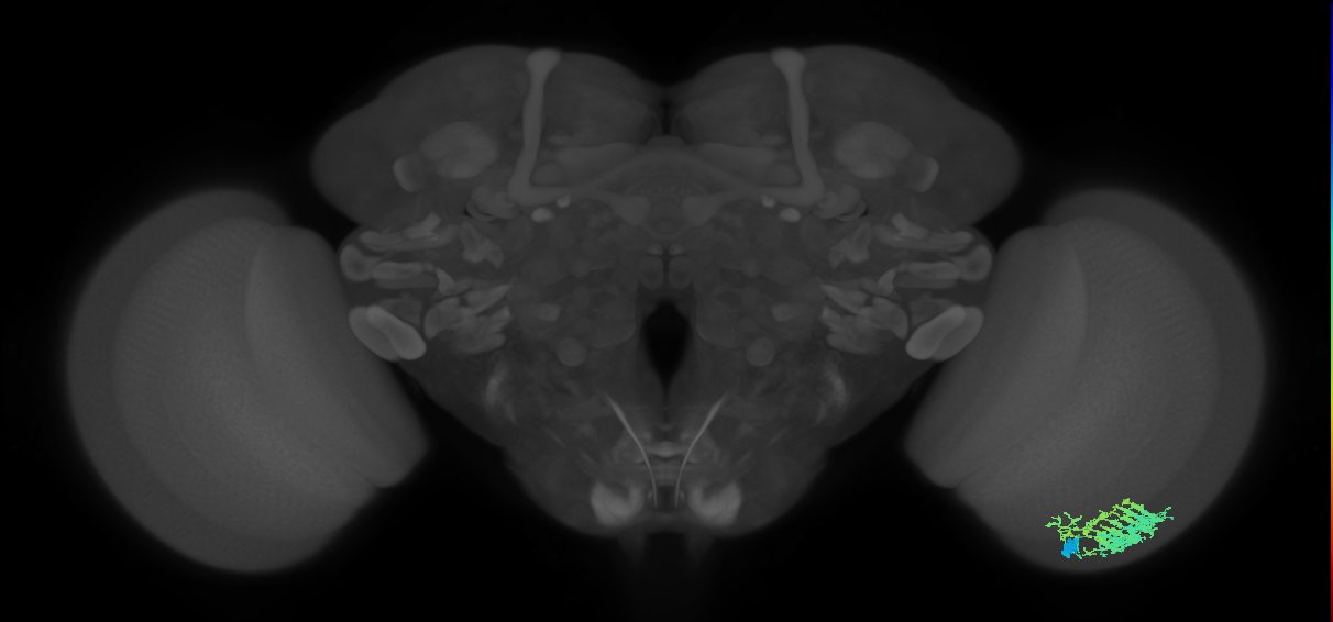 Dm9_R (MaleCNS:40188)