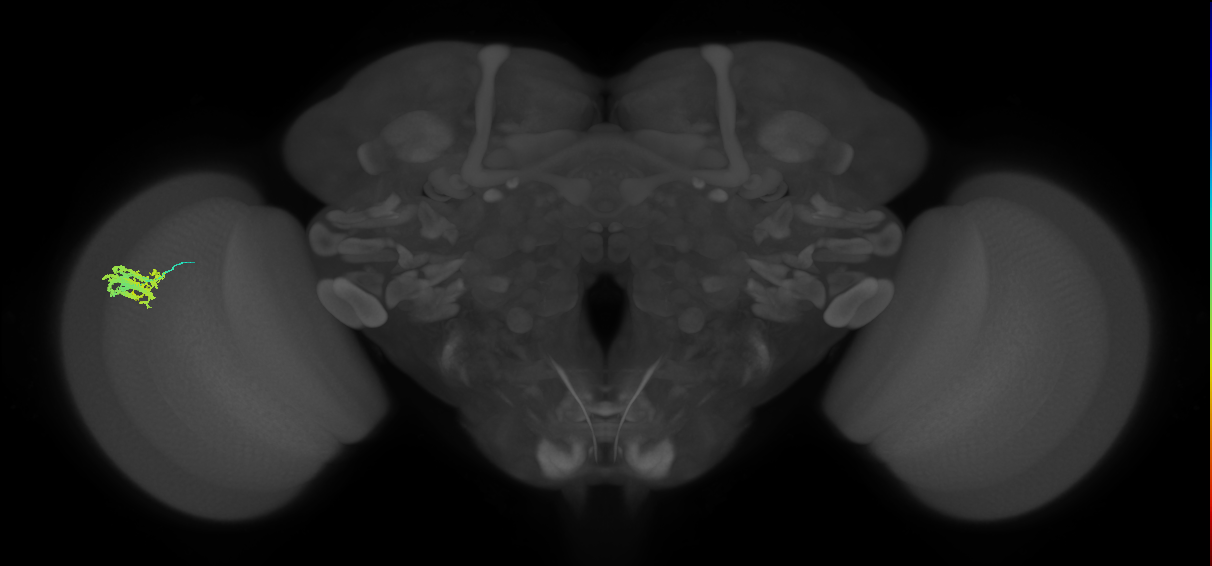 Dm9_L (MaleCNS:205492)
