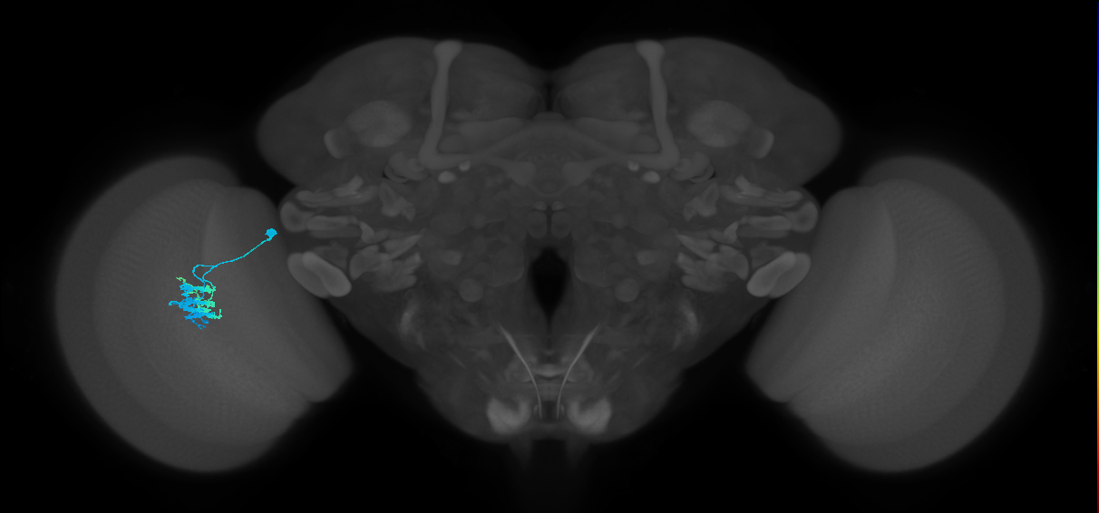 Dm9_L (MaleCNS:125863)