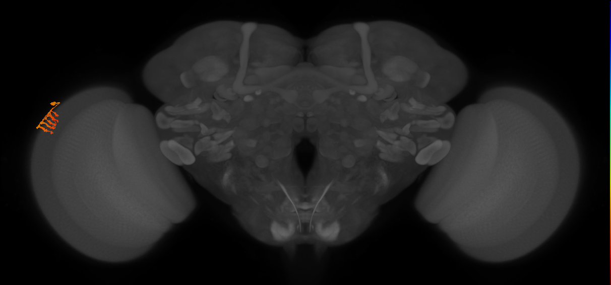 Dm9_L (MaleCNS:126439)