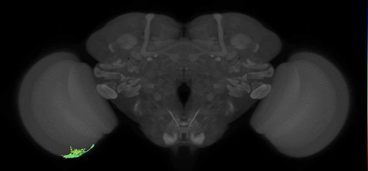 Dm9_L (MaleCNS:86388)