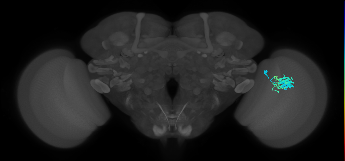 Dm9_R (MaleCNS:52075)