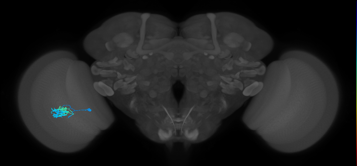 Dm9_L (MaleCNS:103930)