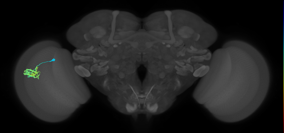 Dm9_L (MaleCNS:122966)