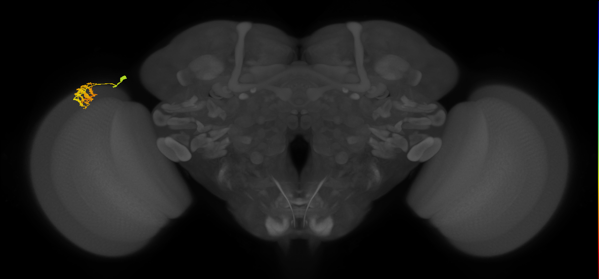 Dm9_L (MaleCNS:49374)
