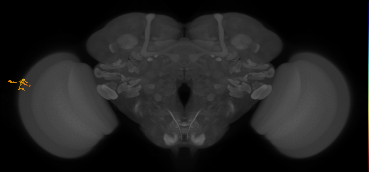 Dm9_L (MaleCNS:129643)